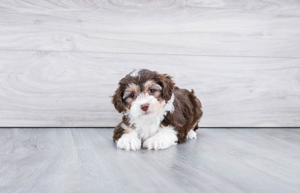 Hypoallergenic Aussiepoo Poodle Mix Puppy