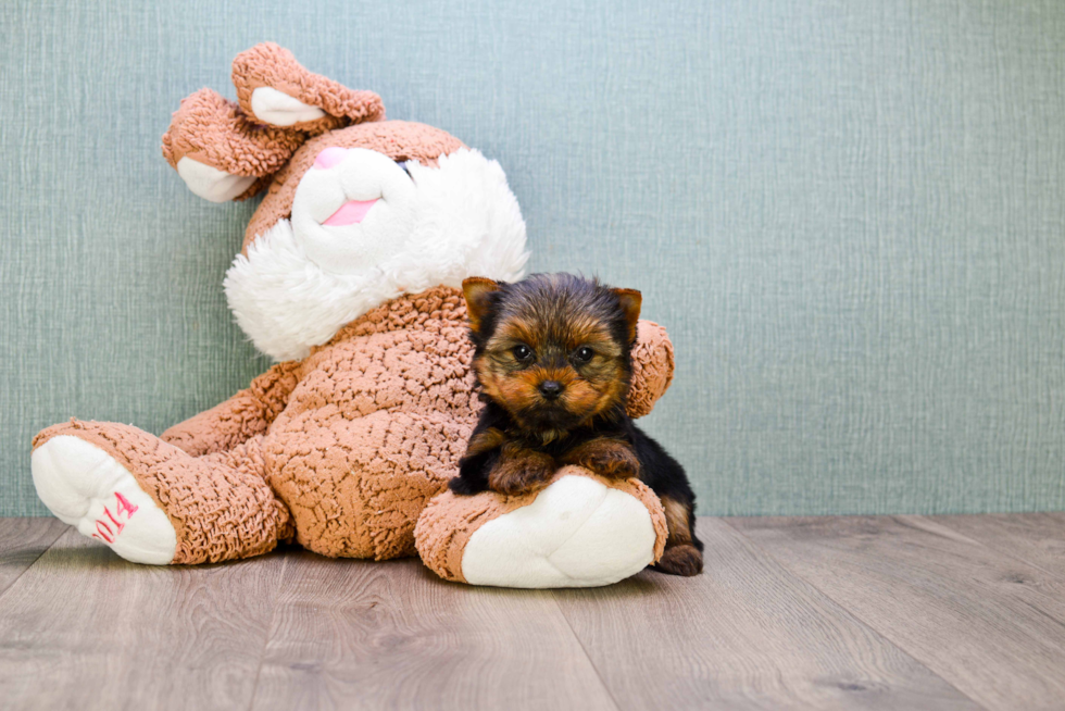 Meet Heidi - our Yorkshire Terrier Puppy Photo 