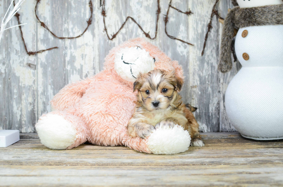 Energetic Yorkie Designer Puppy