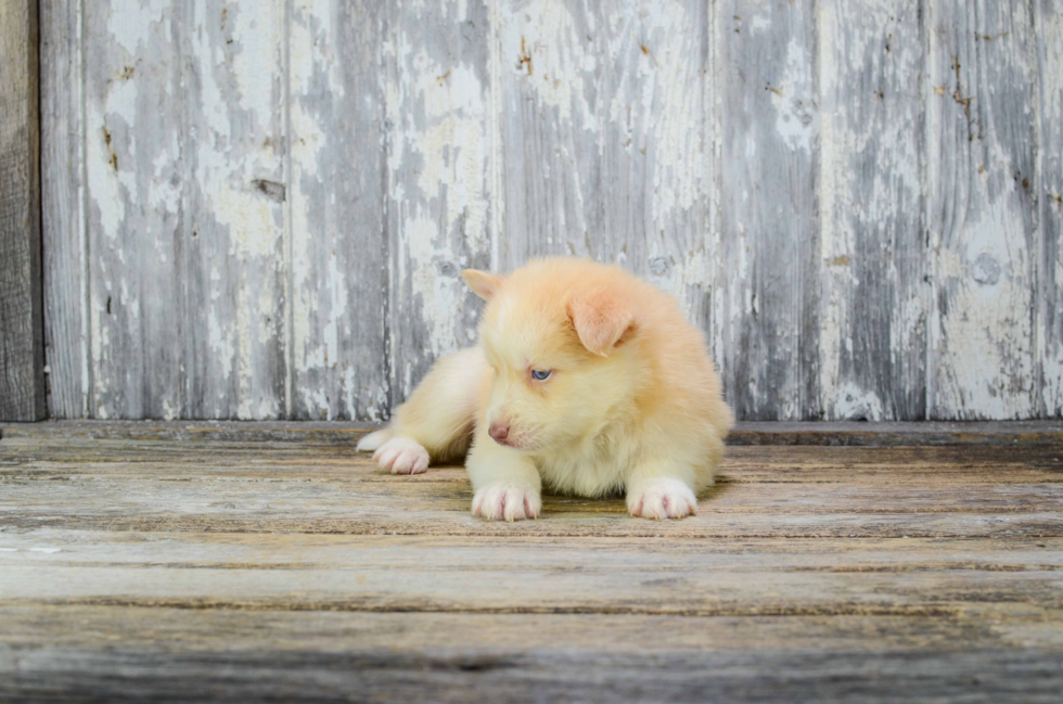 Little Mini Husky Designer Puppy