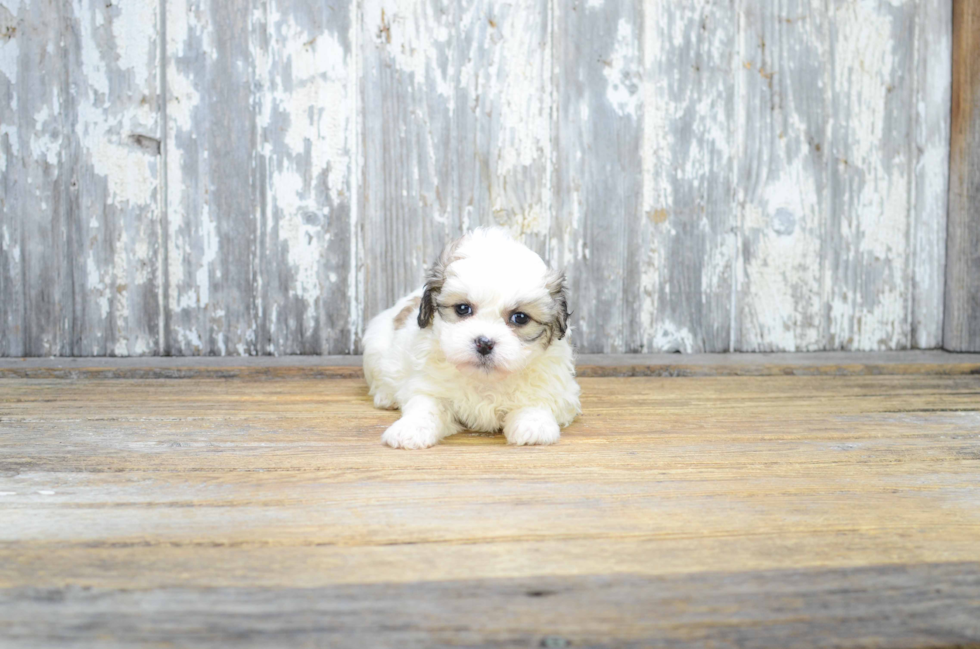 Best Teddy Bear Baby