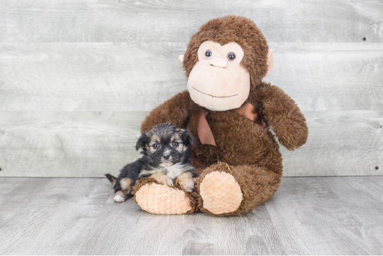 Morkie Puppy for Adoption