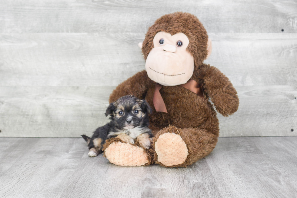 Morkie Puppy for Adoption