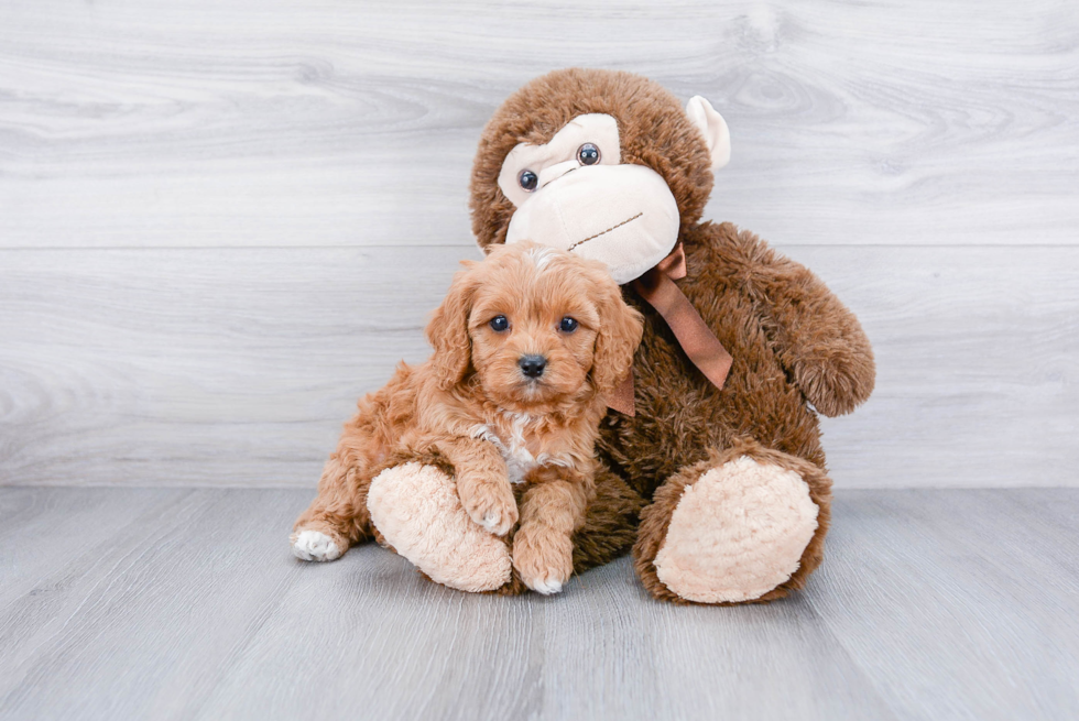 Best Cavapoo Baby