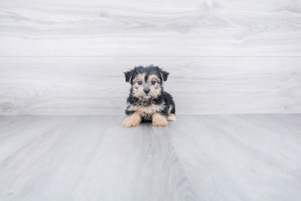 Best Morkie Baby
