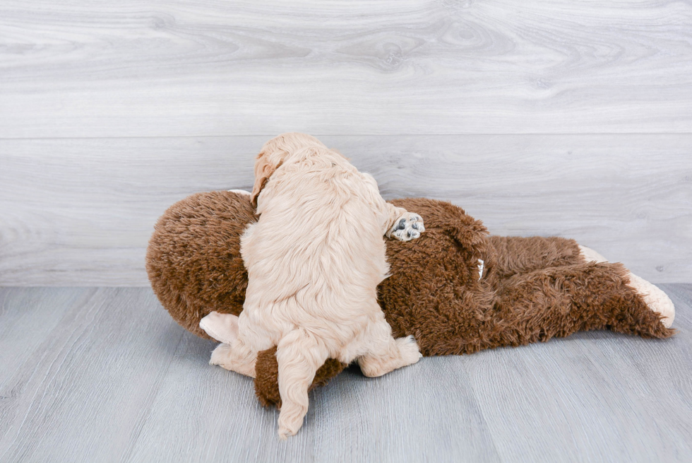 Playful Cavoodle Poodle Mix Puppy