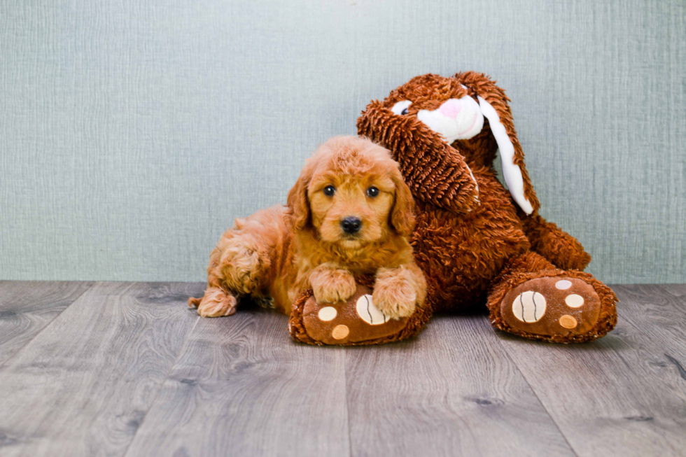 Mini Goldendoodle Puppy for Adoption