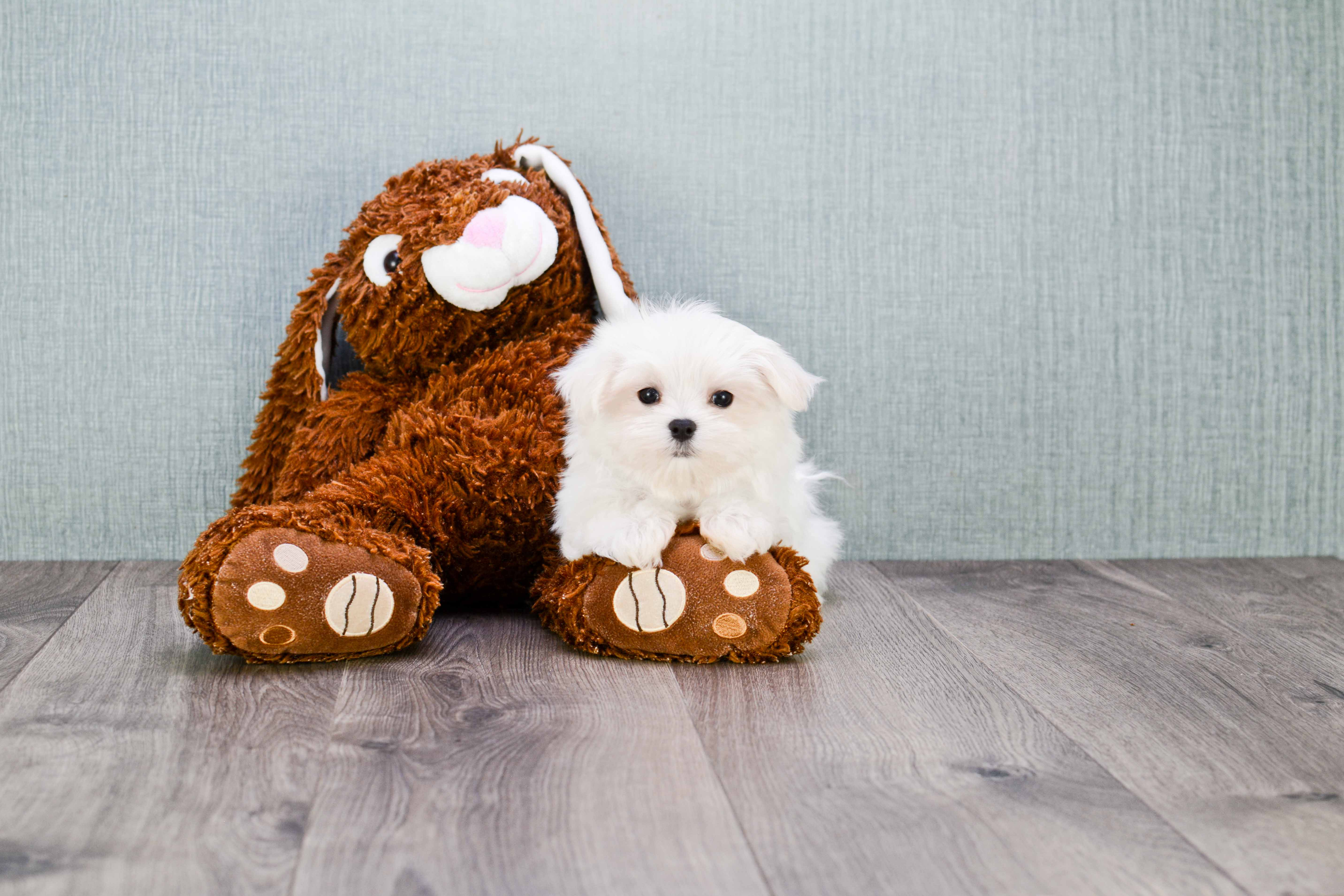Hypoallergenic Maltese Baby