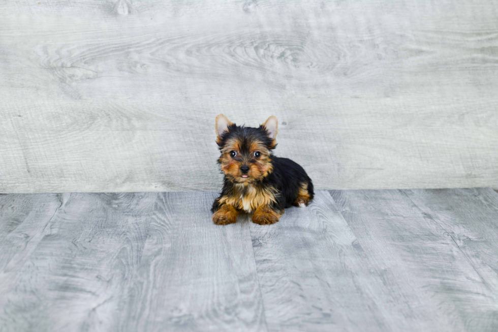 Meet Tinkerbell - our Yorkshire Terrier Puppy Photo 