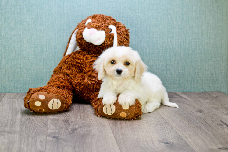 Cavachon Pup Being Cute