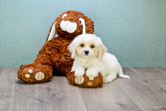 Cavachon Pup Being Cute