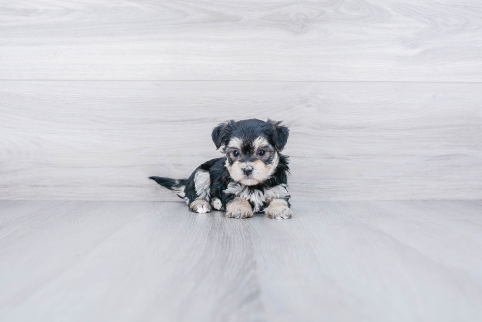 Playful Yorkie Designer Puppy