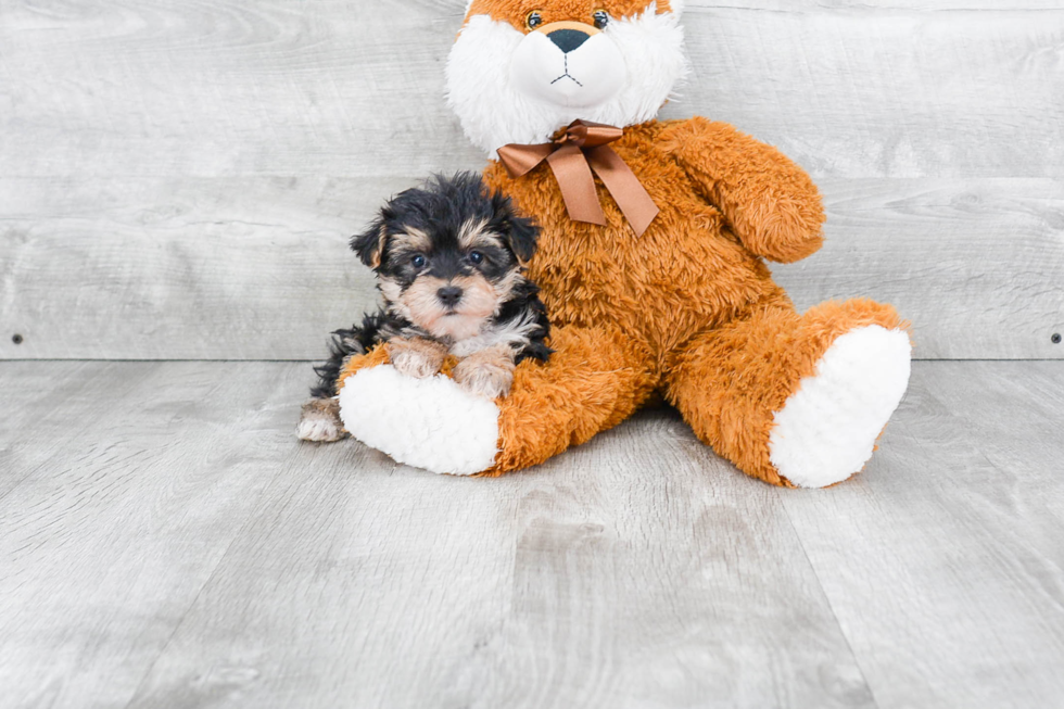 Morkie Puppy for Adoption