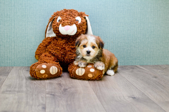 Morkie Pup Being Cute