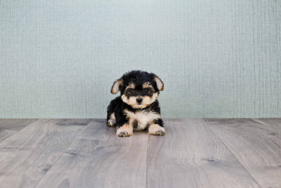 Morkie Puppy for Adoption
