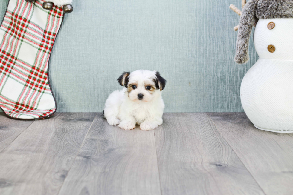 Morkie Pup Being Cute