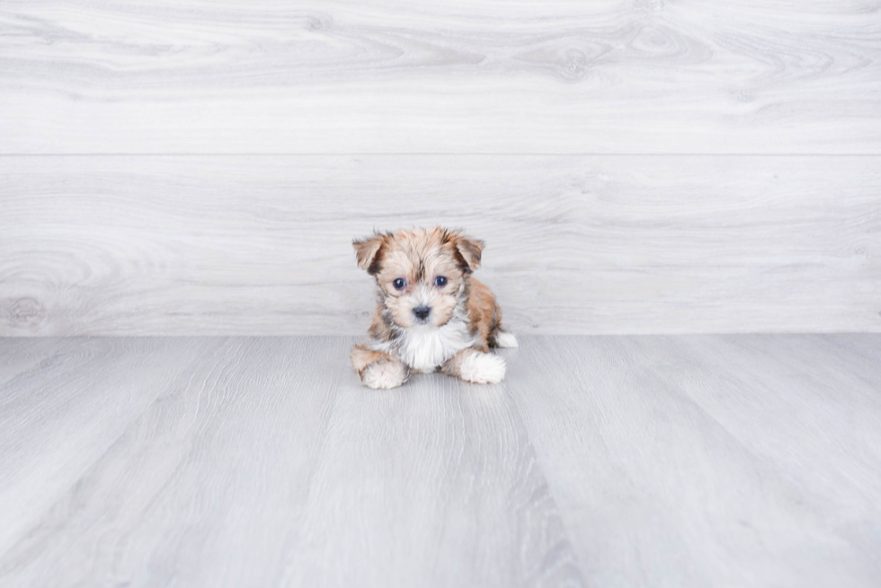 Adorable Yorkie Designer Puppy