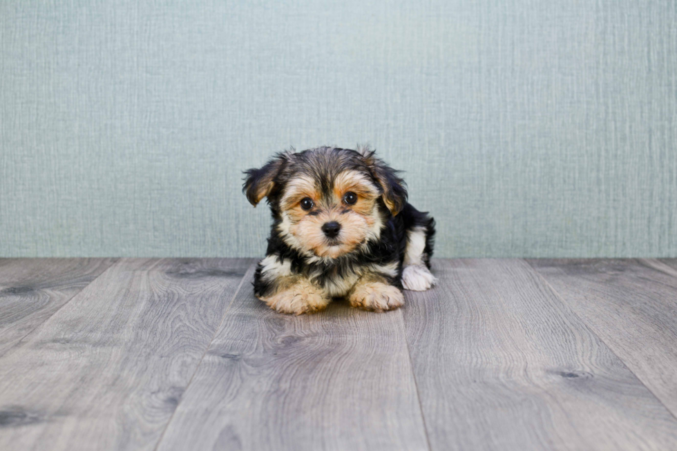 Funny Morkie Designer Pup