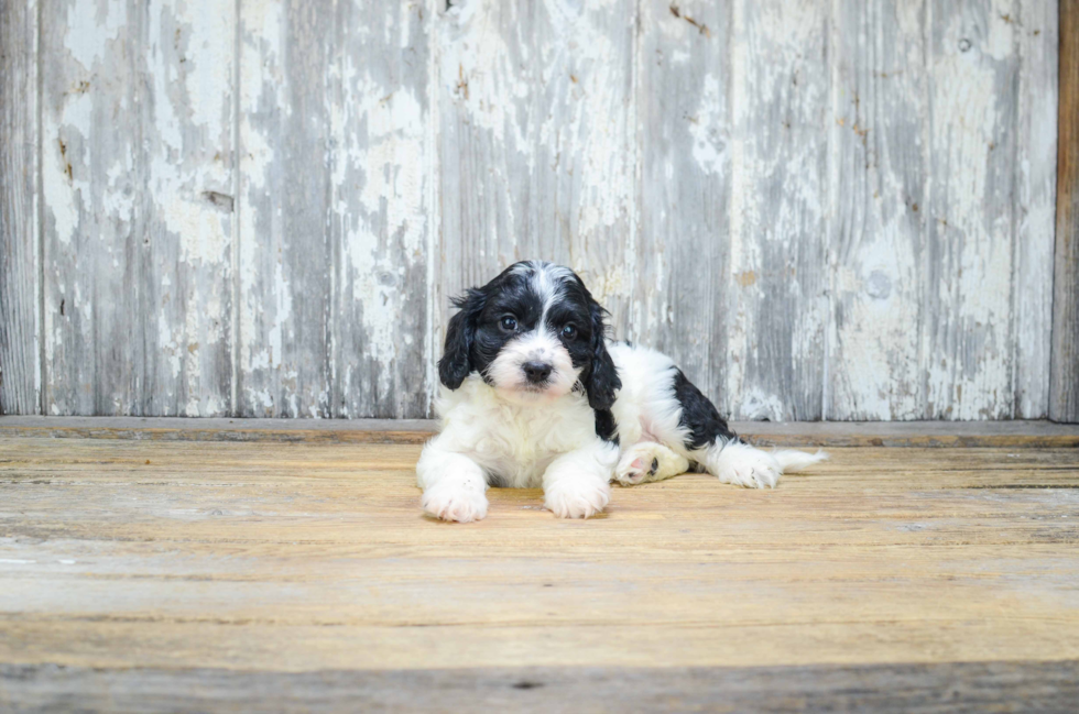 Cavapoo Pup Being Cute