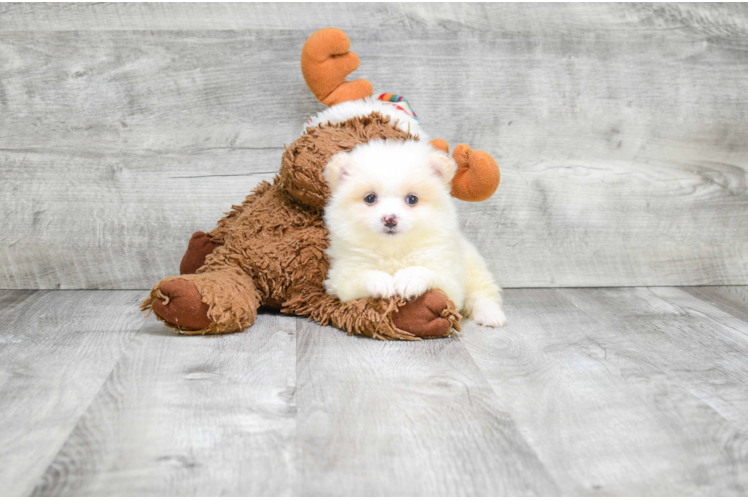 Energetic Pomeranian Purebred Puppy