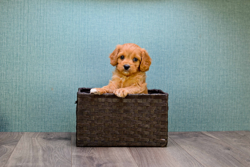 Cavapoo Puppy for Adoption