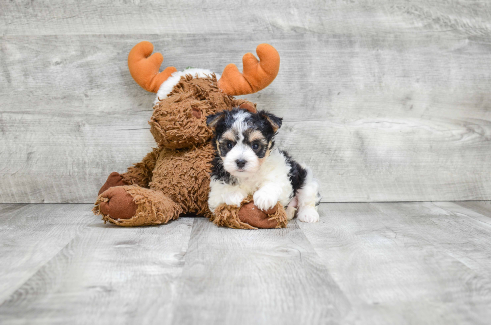 Cute Morkie Baby