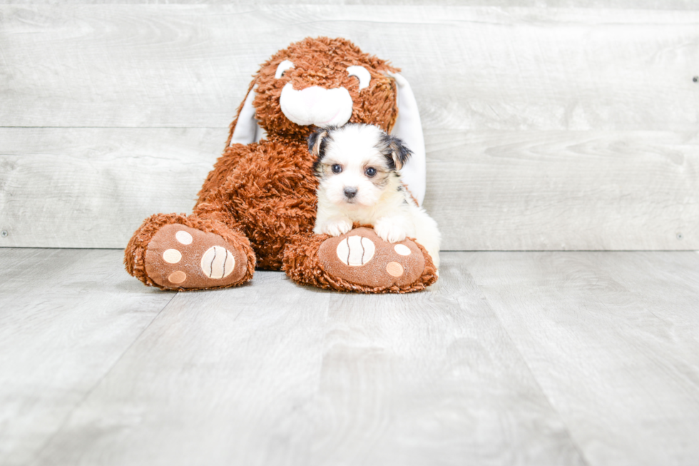 Playful Yorkie Designer Puppy
