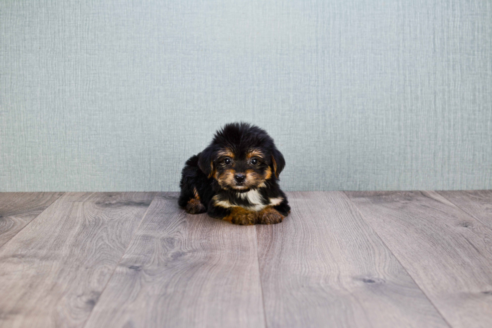 Little Yorkie Designer Puppy