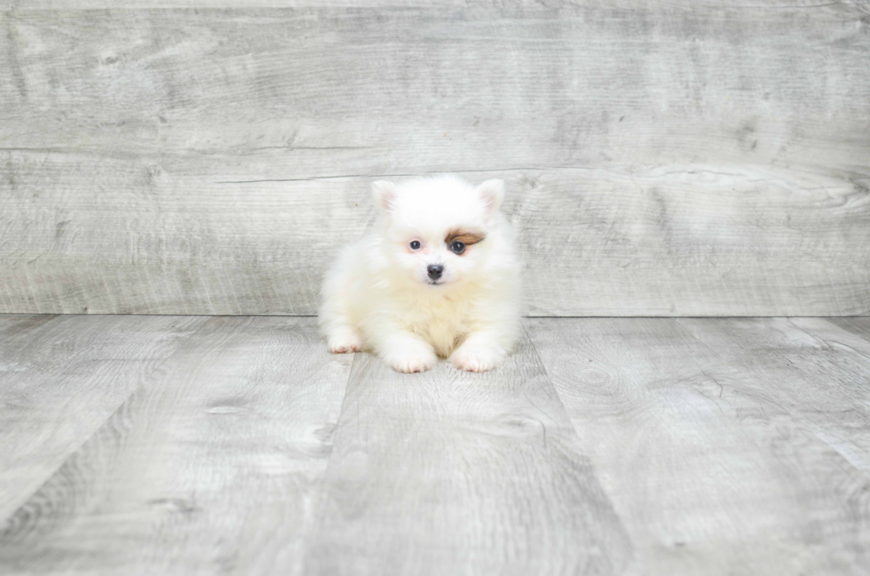 Happy Pomeranian Purebred Puppy