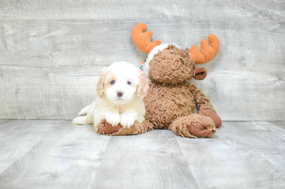 Smart Cavachon Designer Pup