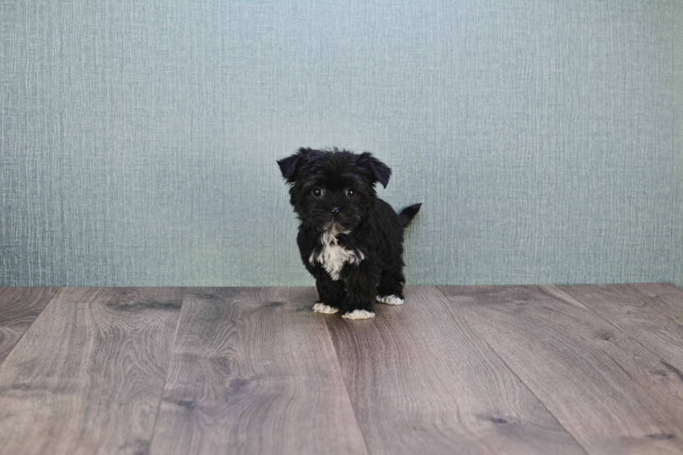 Smart Morkie Designer Pup
