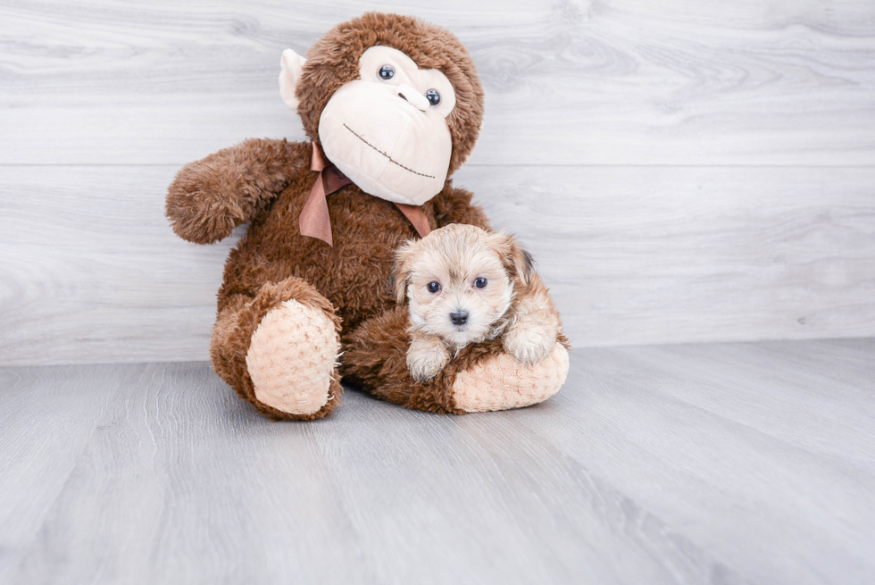 Adorable Yorkie Designer Puppy