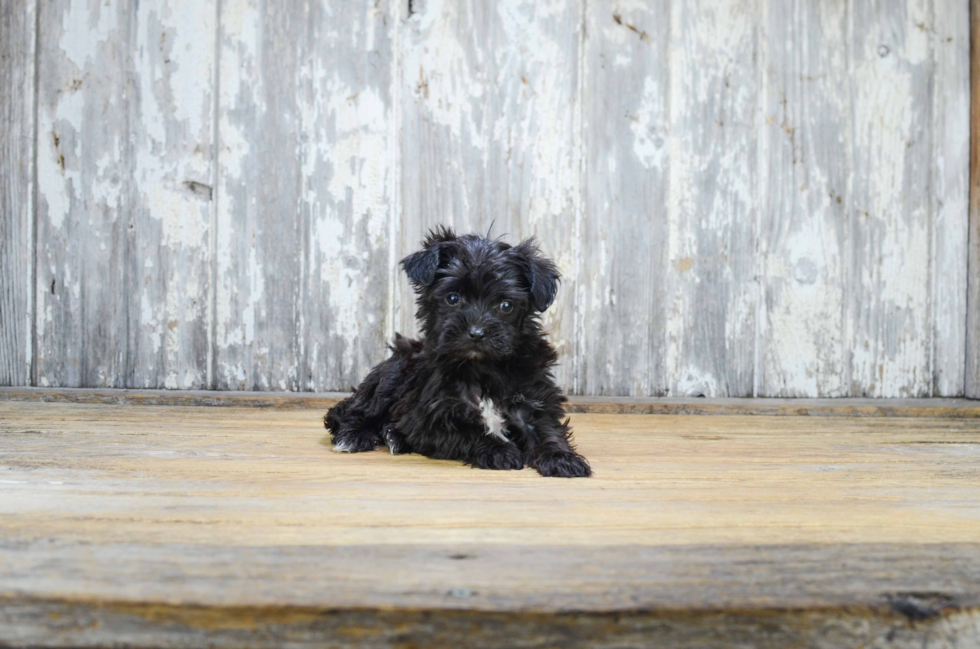 Morkie Puppy for Adoption
