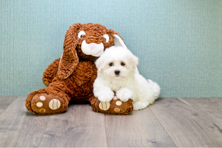 Maltese Puppy for Adoption