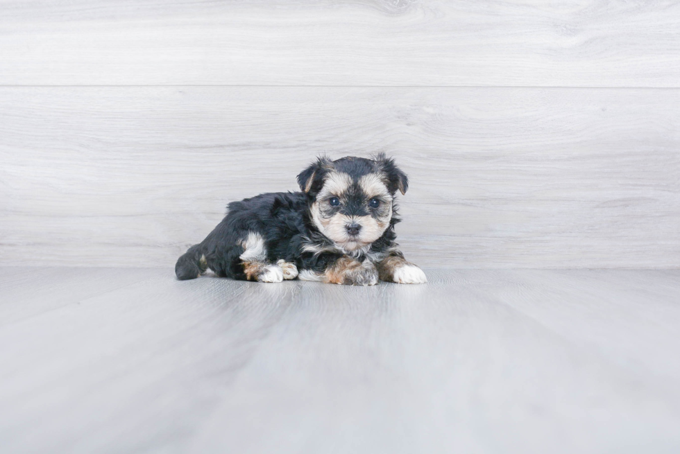 Popular Morkie Designer Pup