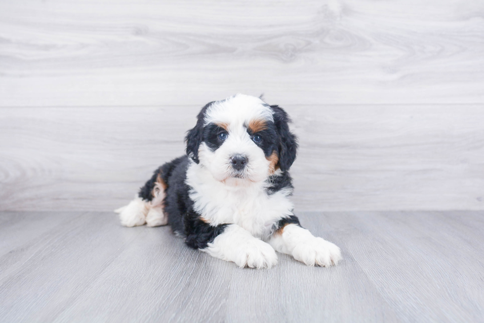 Best Mini Bernedoodle Baby