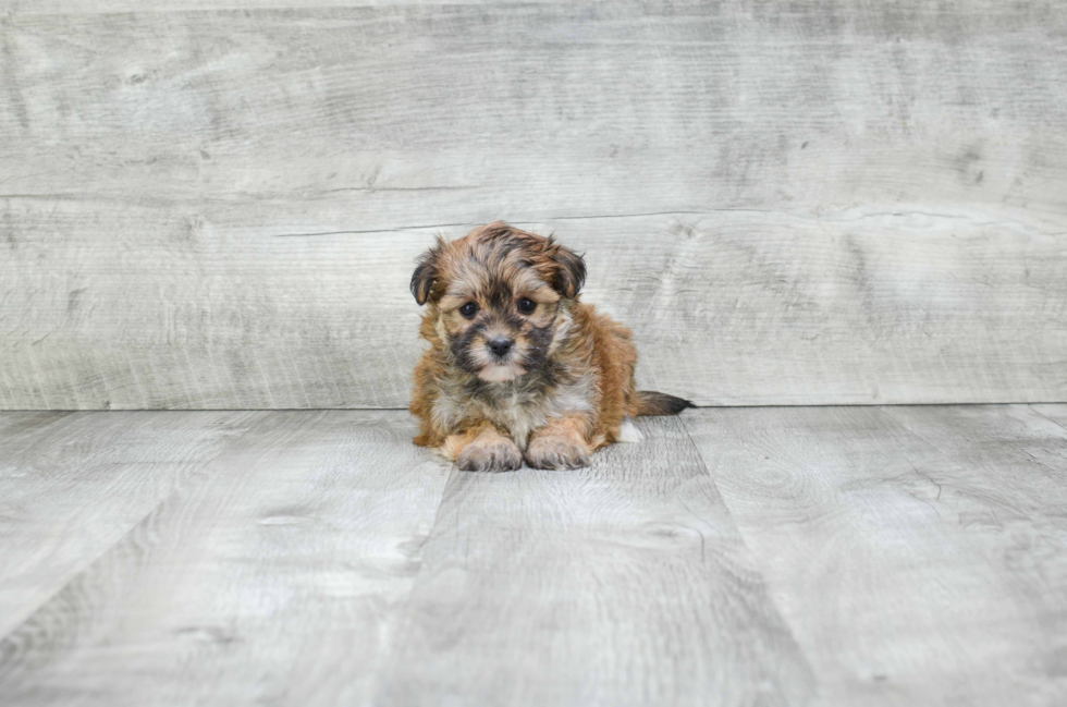 Adorable Yorkie Designer Puppy