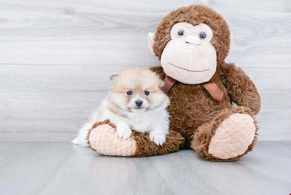 Pomeranian Puppy for Adoption