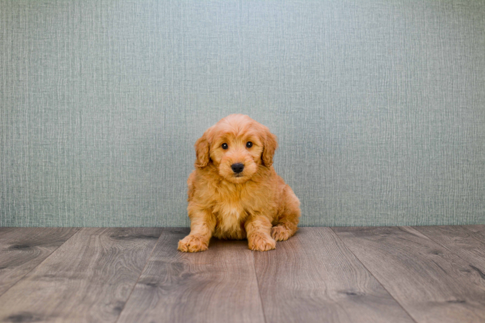 Mini Goldendoodle Pup Being Cute