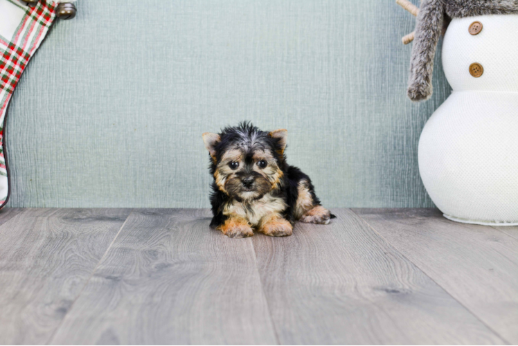 Cute Morkie Baby
