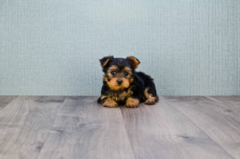 Meet Rascal - our Yorkshire Terrier Puppy Photo 