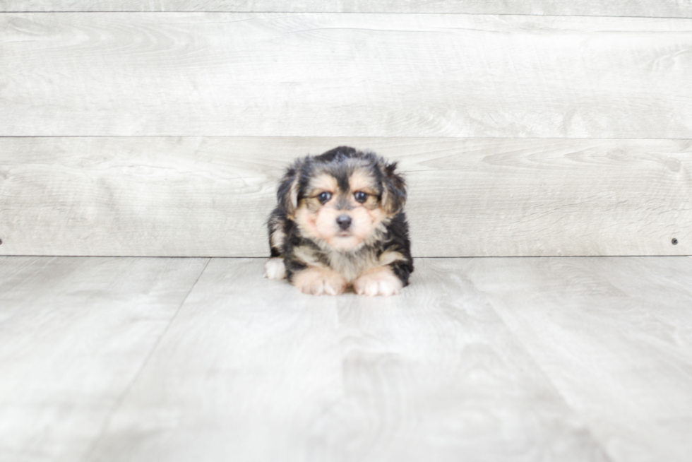 Petite Morkie Designer Pup