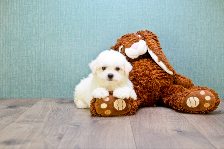 Best Maltipoo Baby