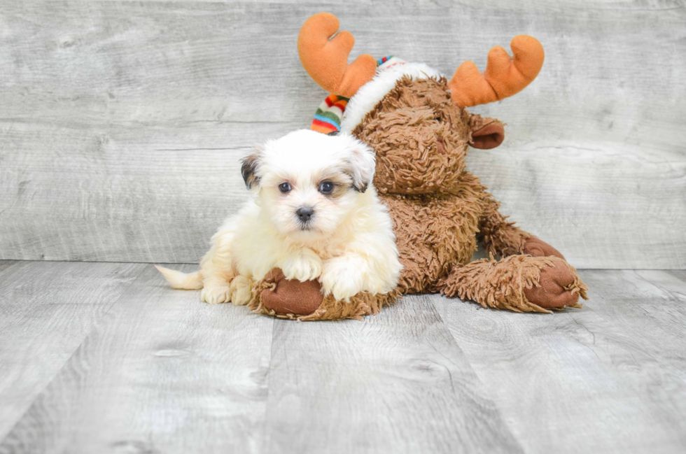 Playful Shitzu Designer Puppy