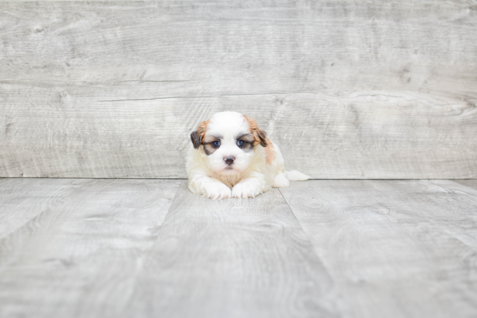 Teddy Bear Pup Being Cute