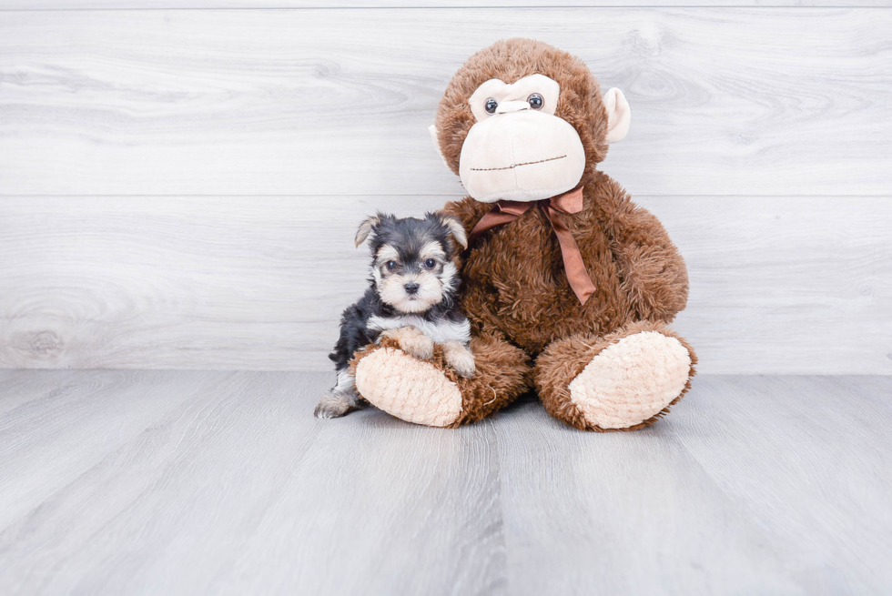 Morkie Pup Being Cute