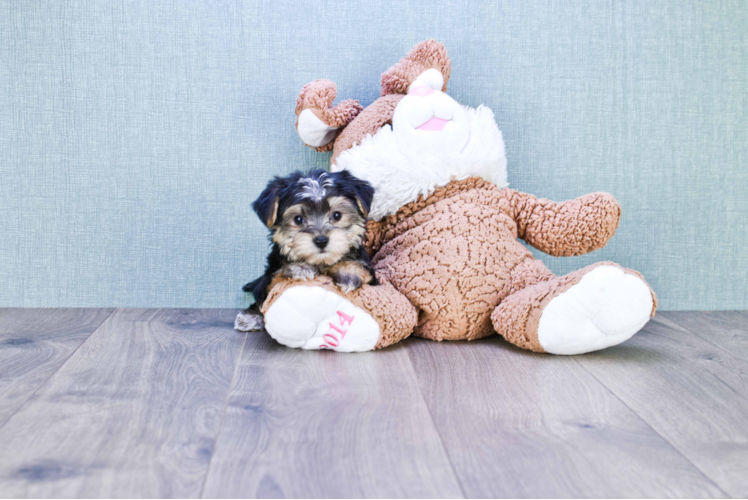 Morkie Pup Being Cute