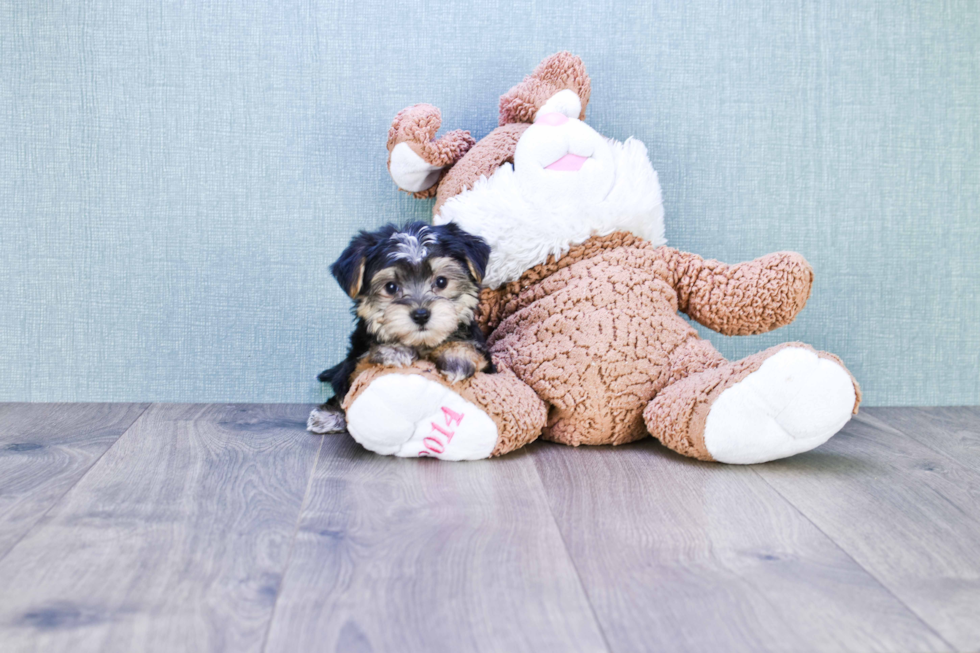 Morkie Pup Being Cute