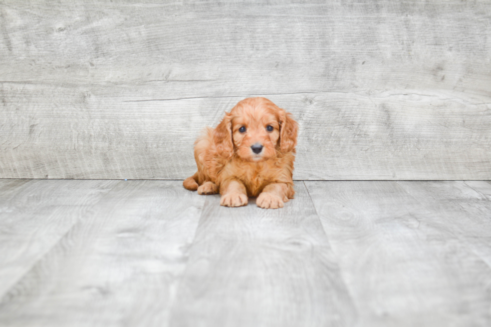 Playful Cavoodle Poodle Mix Puppy