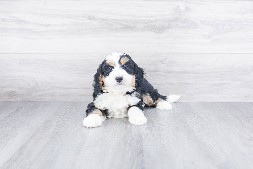 Popular Mini Bernedoodle Poodle Mix Pup